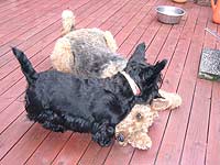 scottish terrier picture