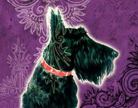 classic scottish terrier art