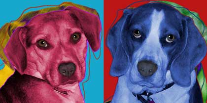 beagle pop art