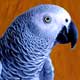 african grey parrot art