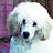poodle