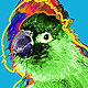 Nanday Conure Parrot art