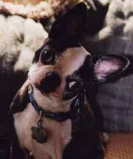 boston terrier picture