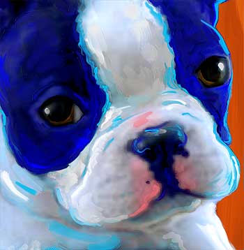 boston terrier puppy art