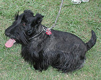 Scottish Terrier Picture