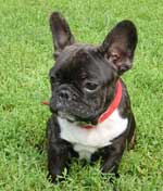 french bulldog picture
