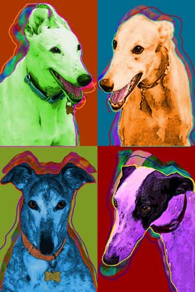 grayhound dogs
