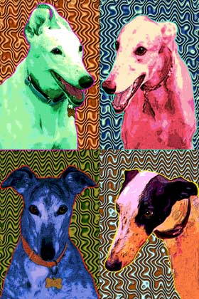 pop greyhounds
