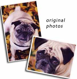 pug pictures