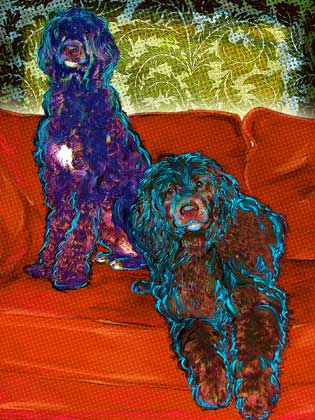 portuguese water dogs