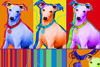 italian greyhound art