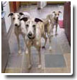 whippet photo