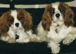 king charles spaniel picture