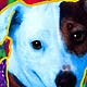 jack russell terrier art