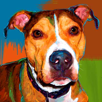pit bull picture