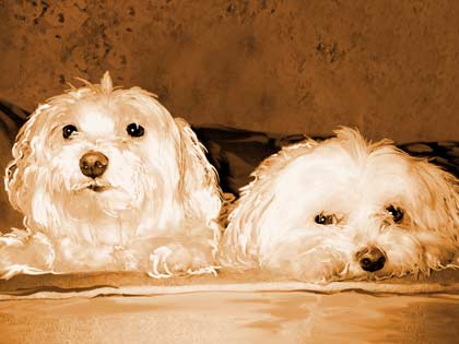 maltese dogs