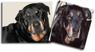 rottweiler picture