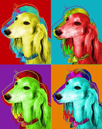 saluki