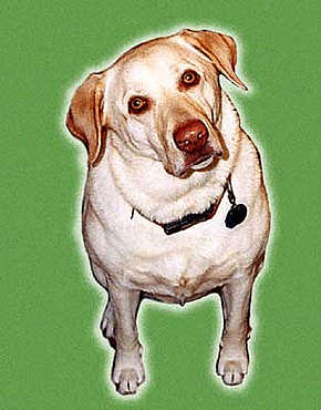 yellow labrador retreiver