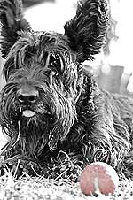 scottish terrier photo