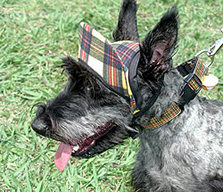 Scottish Terrier Picture