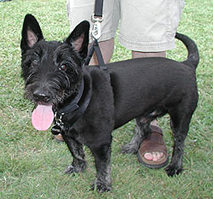 Scottish Terrier Picture