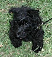 scottie puppy picture