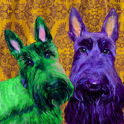 scottish terrier