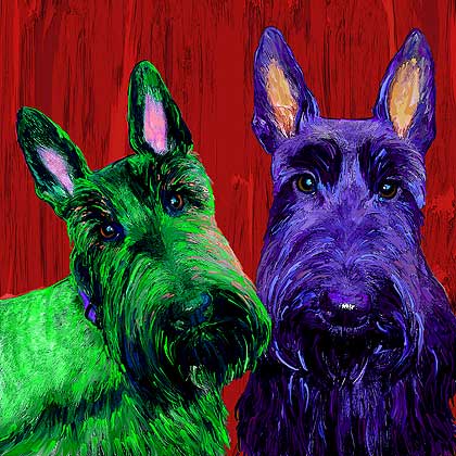 scottish terrier