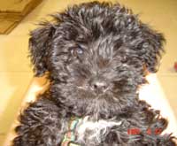 schnoodle picture