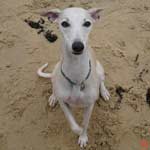whippet picture