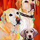 yellow labs