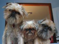 Brussels Griffons picture