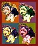 yorkie-poo