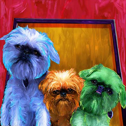 Brussels Griffons